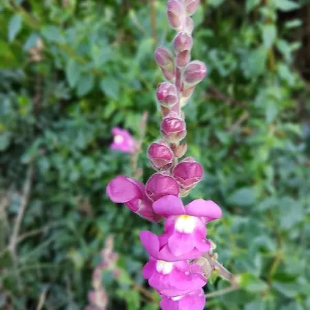 Vakantiehuis Casa Do Canto - Uma Casa No Campo, Perto Da Praia.